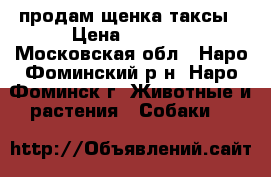 продам щенка таксы › Цена ­ 5 000 - Московская обл., Наро-Фоминский р-н, Наро-Фоминск г. Животные и растения » Собаки   